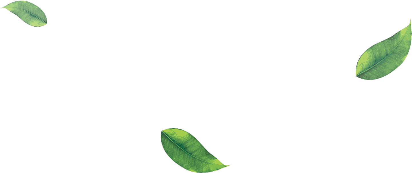 Tea Leaves Green Free Download Image Transparent PNG Image