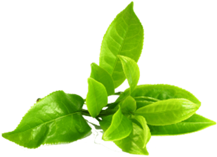 Tea Leaves Green Stem Free Photo Transparent PNG Image