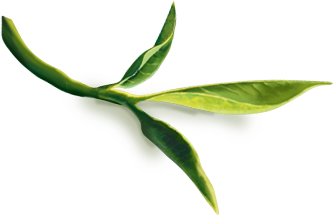 Tea Leaves Green Stem Download HD Transparent PNG Image