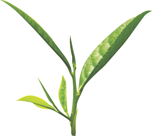 Tea Leaves Green Stem Download HQ Transparent PNG Image