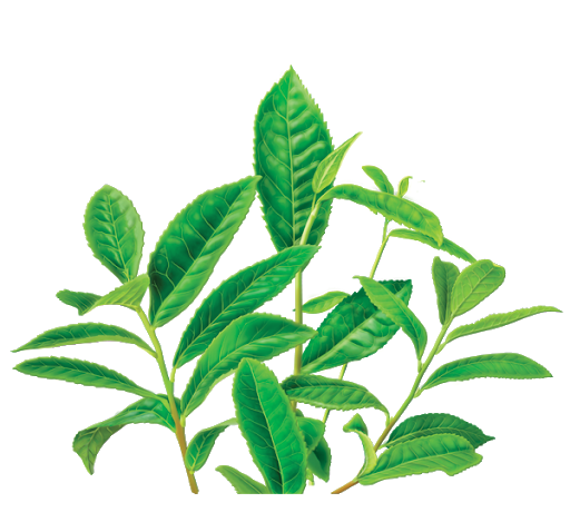 Tea Leaves Vector Green PNG Free Photo Transparent PNG Image