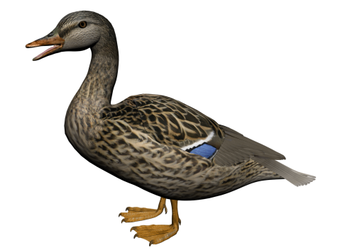 Duck Png 8 Transparent PNG Image