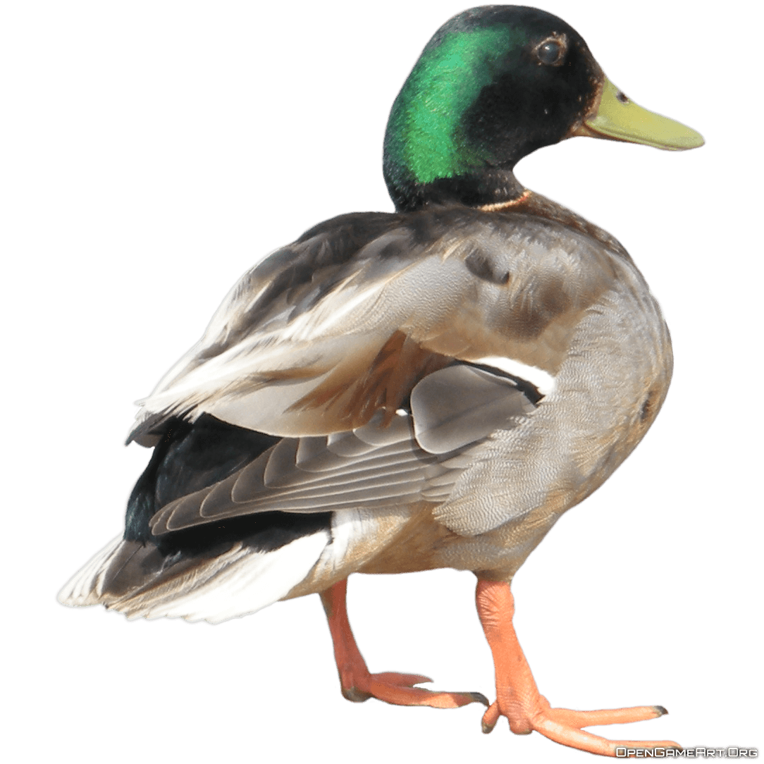 Duck Png Image Transparent PNG Image