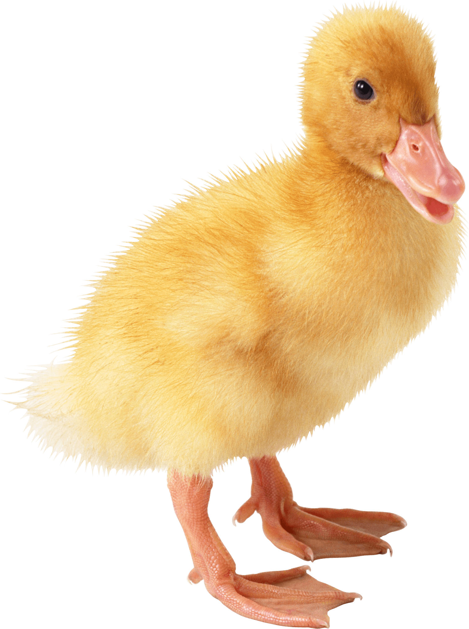 Little Duck Png Image Transparent PNG Image