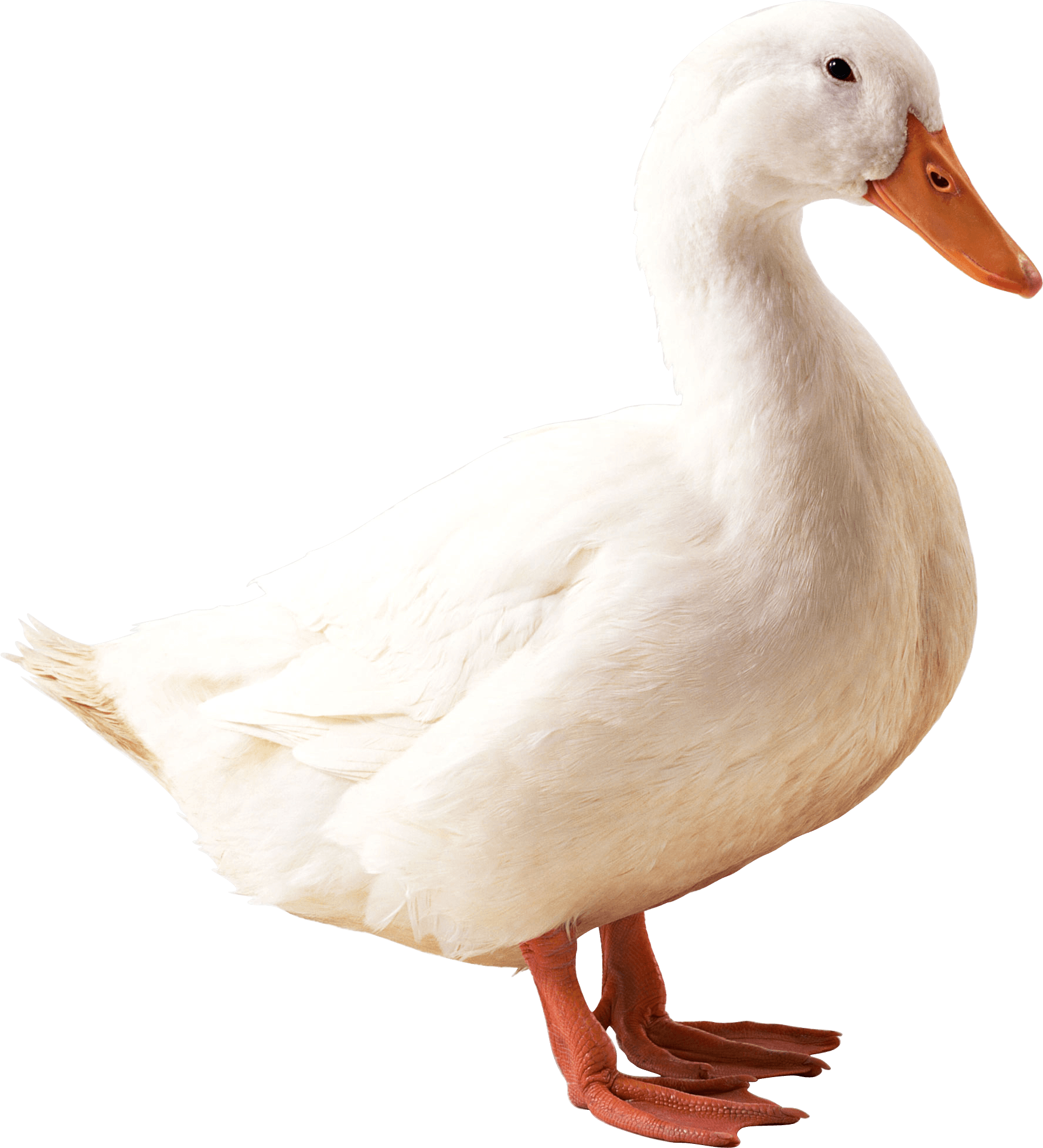 White Duck Png Image Transparent PNG Image