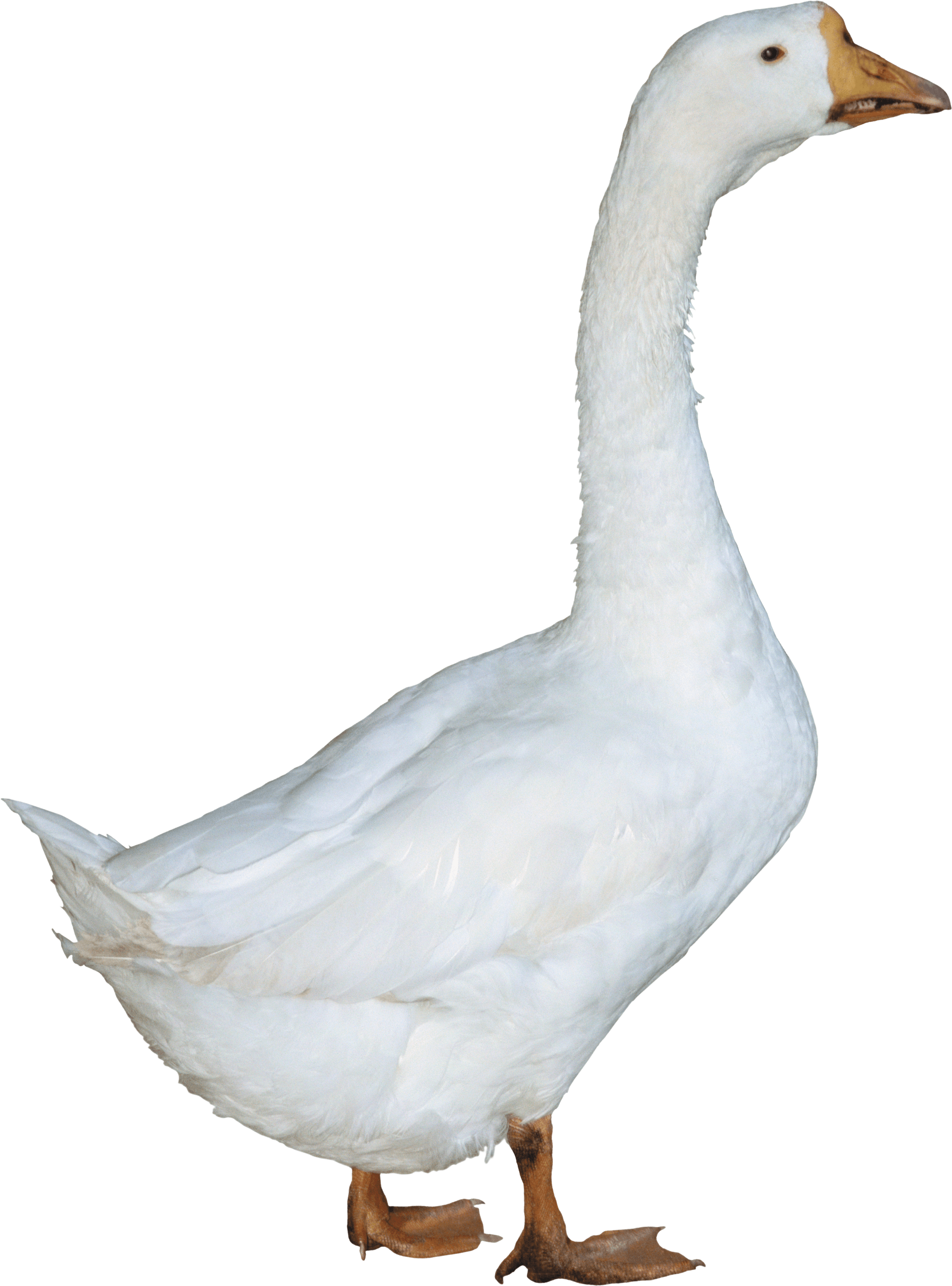 Duck Png Image Transparent PNG Image