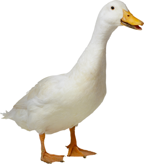 Duck Png 9 Transparent PNG Image