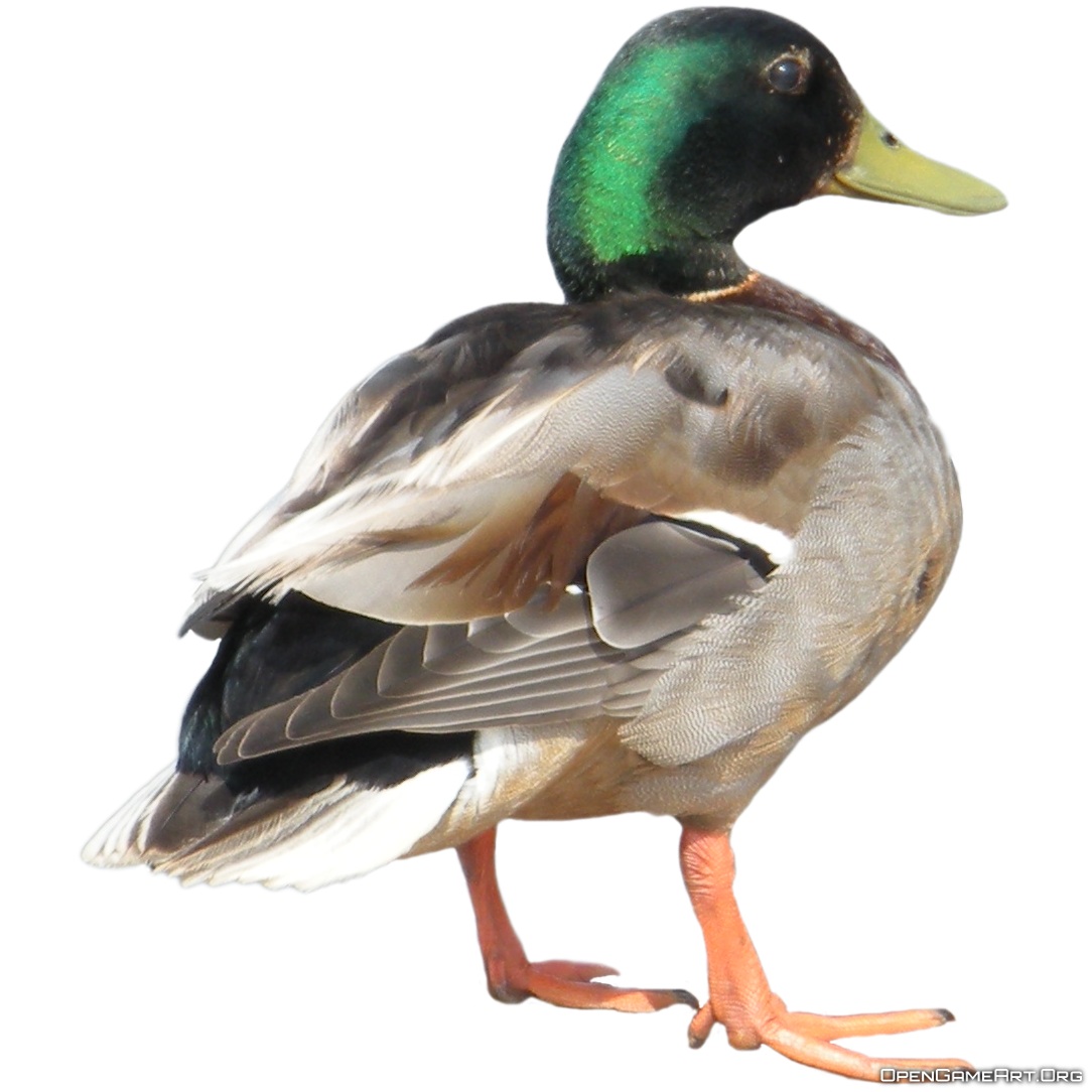 Duck File Transparent PNG Image