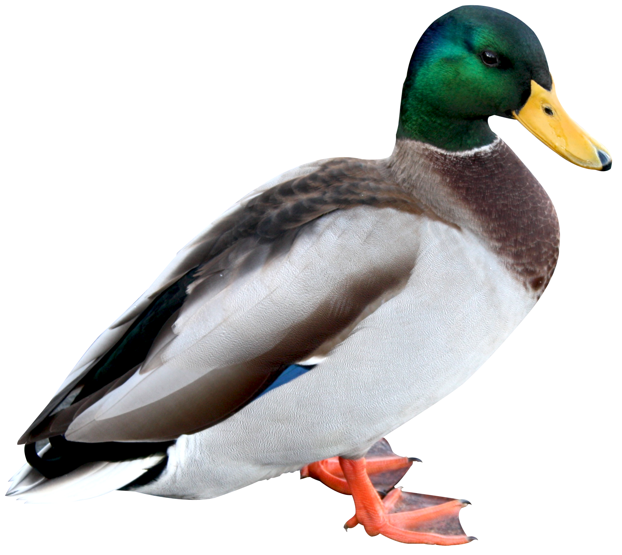 Duck Hd Transparent PNG Image