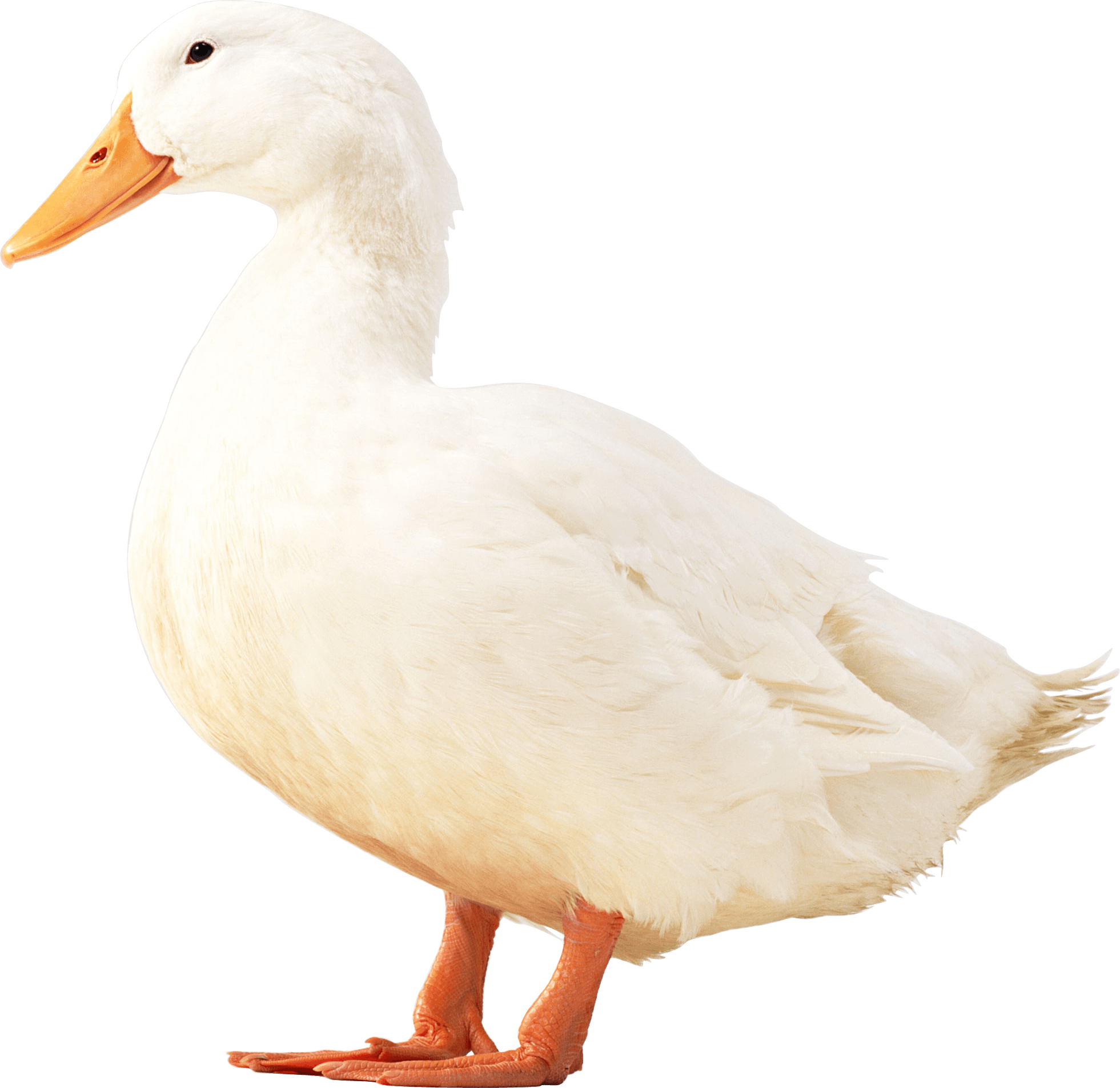 White Duck Png Image Transparent PNG Image