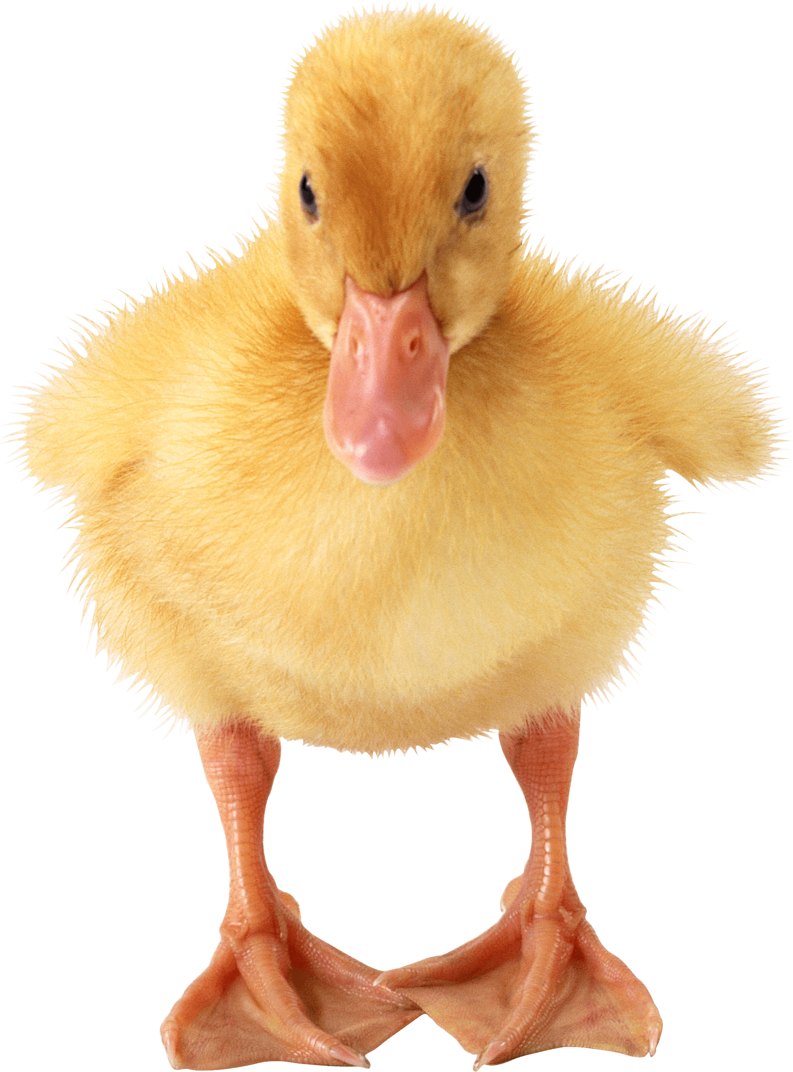 Little Duck Png Image Transparent PNG Image