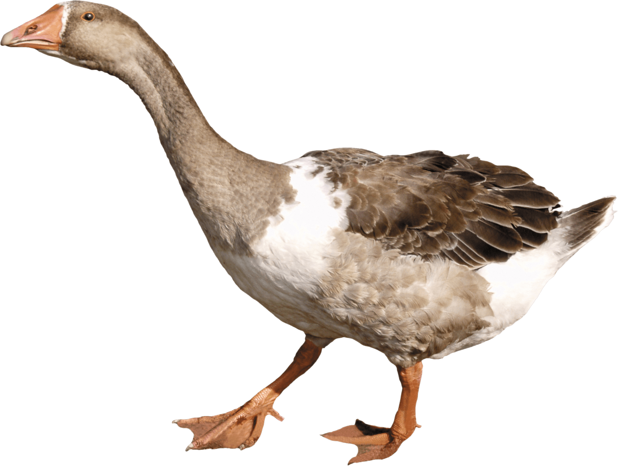 Duck Png Image Transparent PNG Image