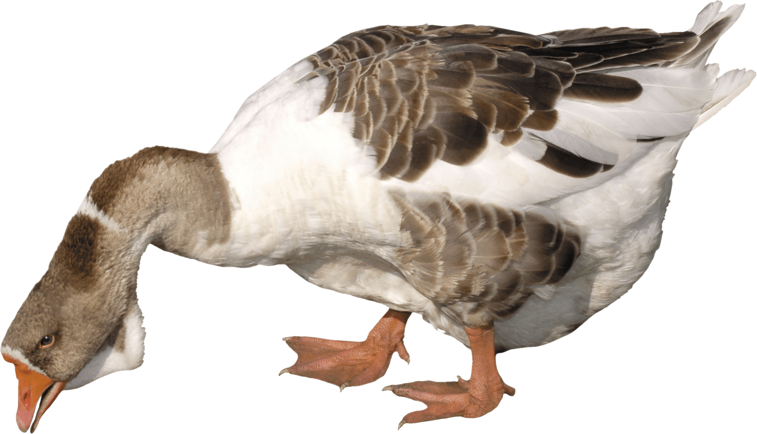 Goose Png Image Transparent PNG Image