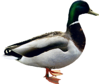 Duck Image Transparent PNG Image