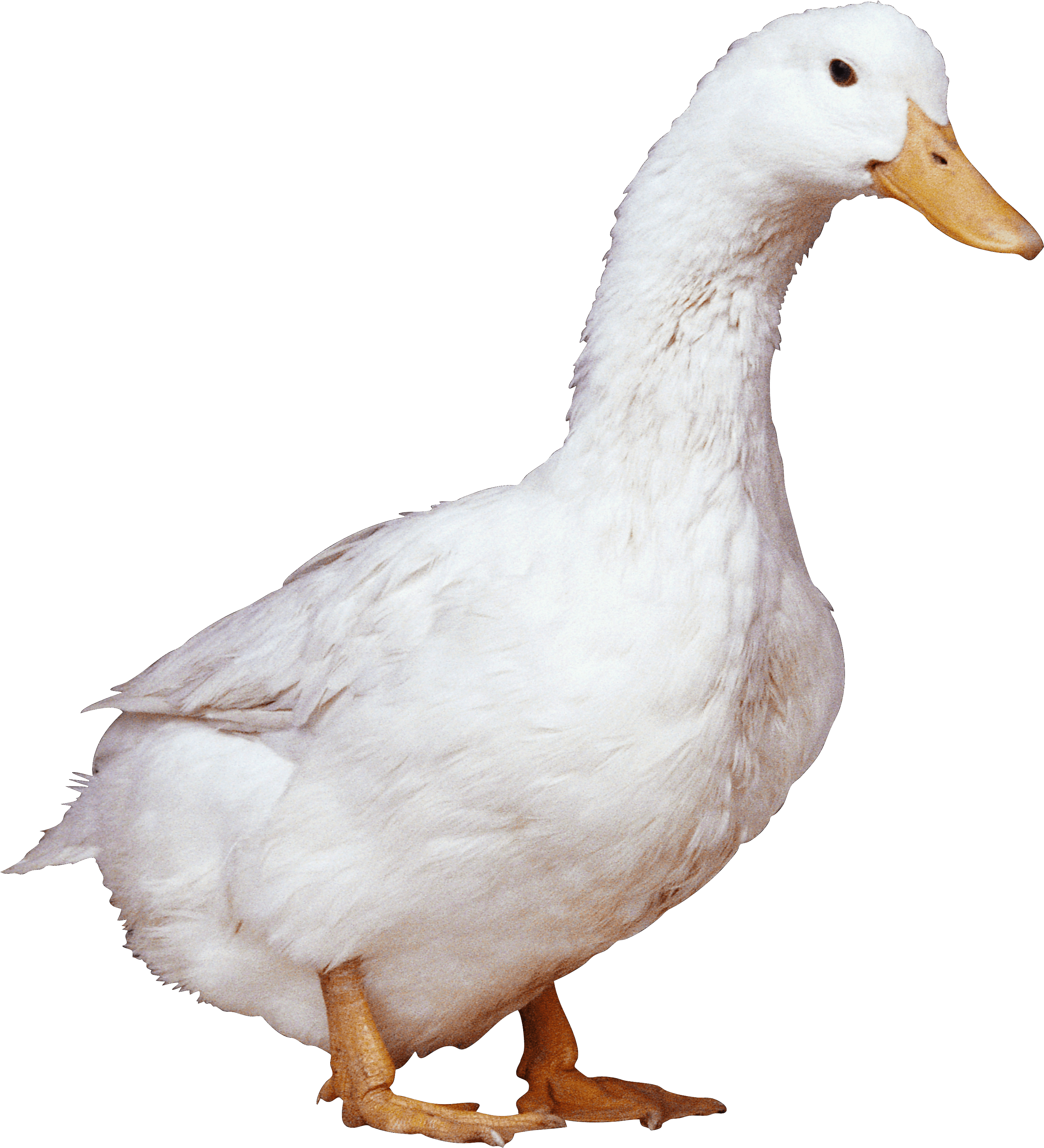 White Duck Png Image Transparent PNG Image