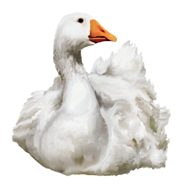 Duck Png 4 Transparent PNG Image