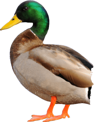 Duck Png Image Transparent PNG Image