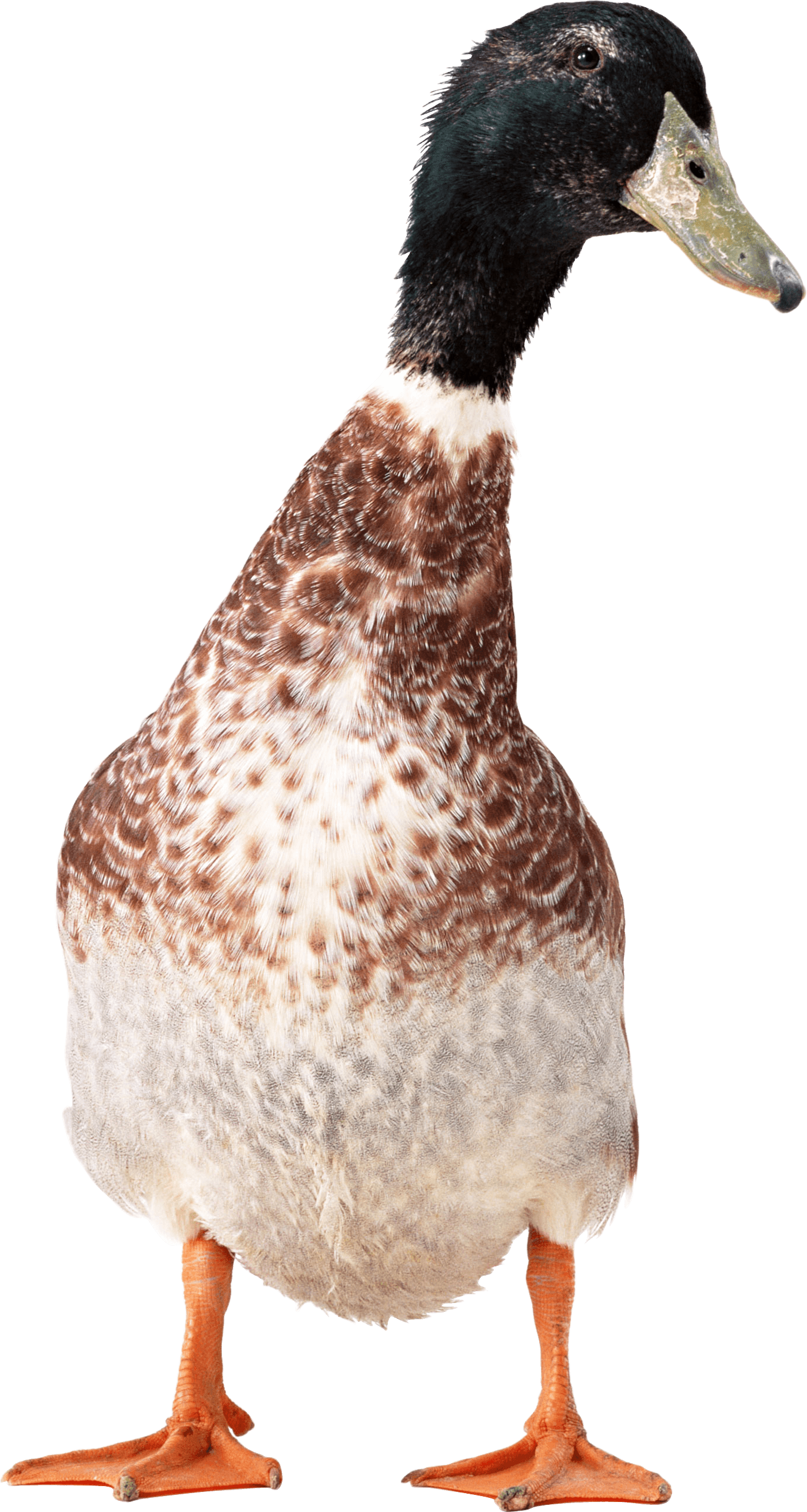 Duck Png Image Transparent PNG Image