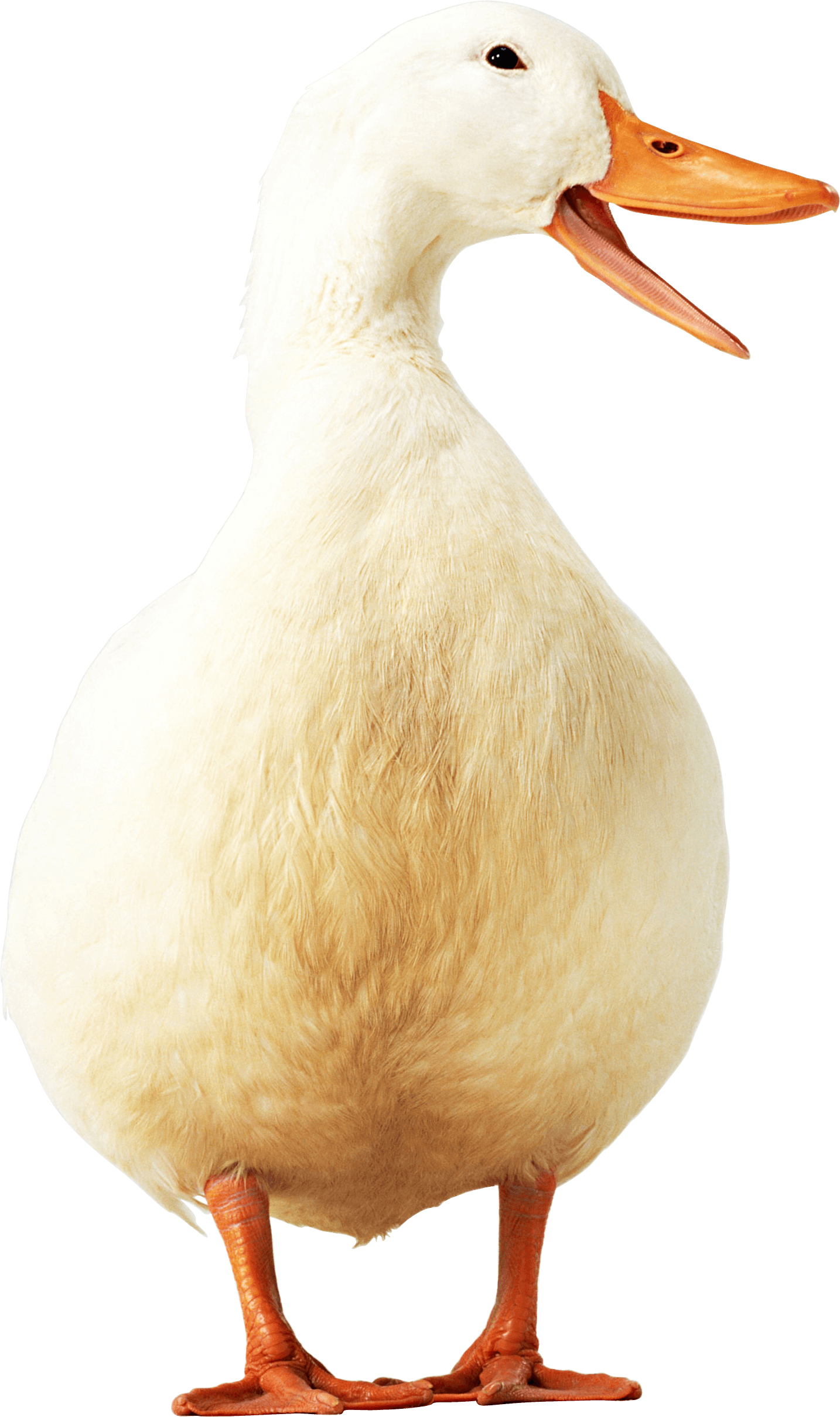 Duck Png Image Transparent PNG Image