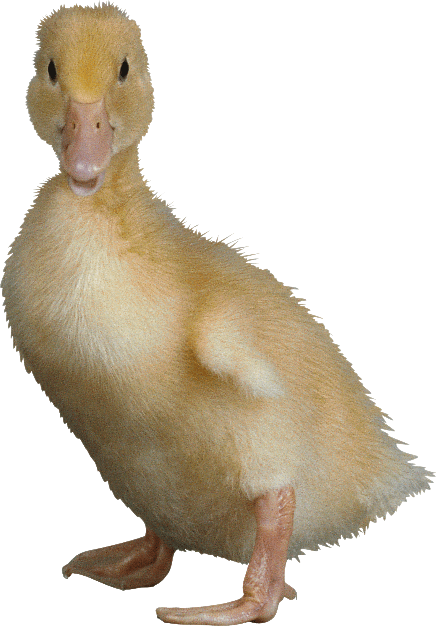 Duck Png Image Transparent PNG Image