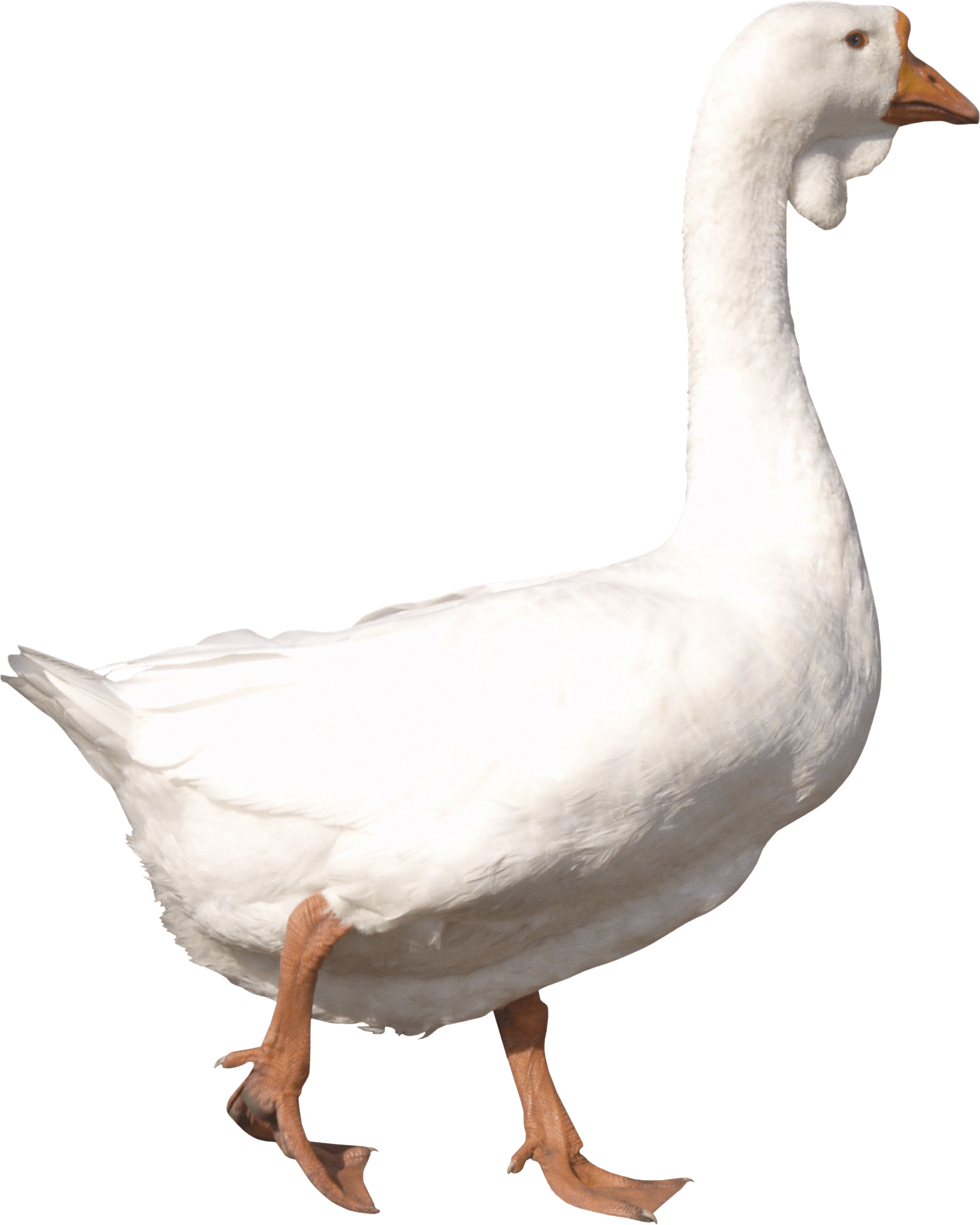 Goose Png Image Transparent PNG Image