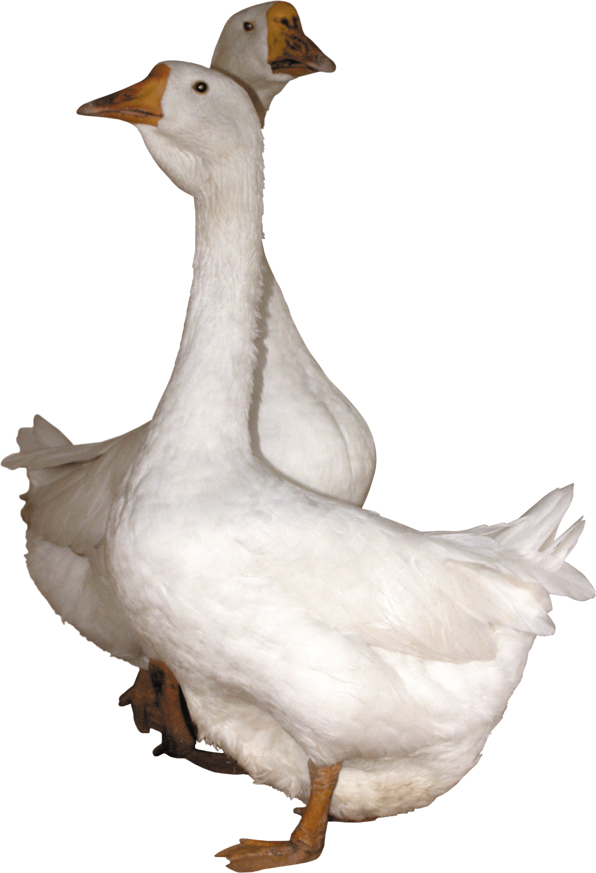 Goose Png Image Transparent PNG Image