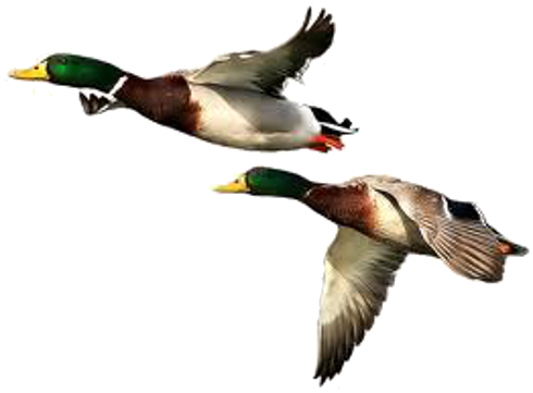 Duck Free Download Transparent PNG Image