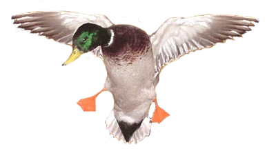 Duck Image Transparent PNG Image