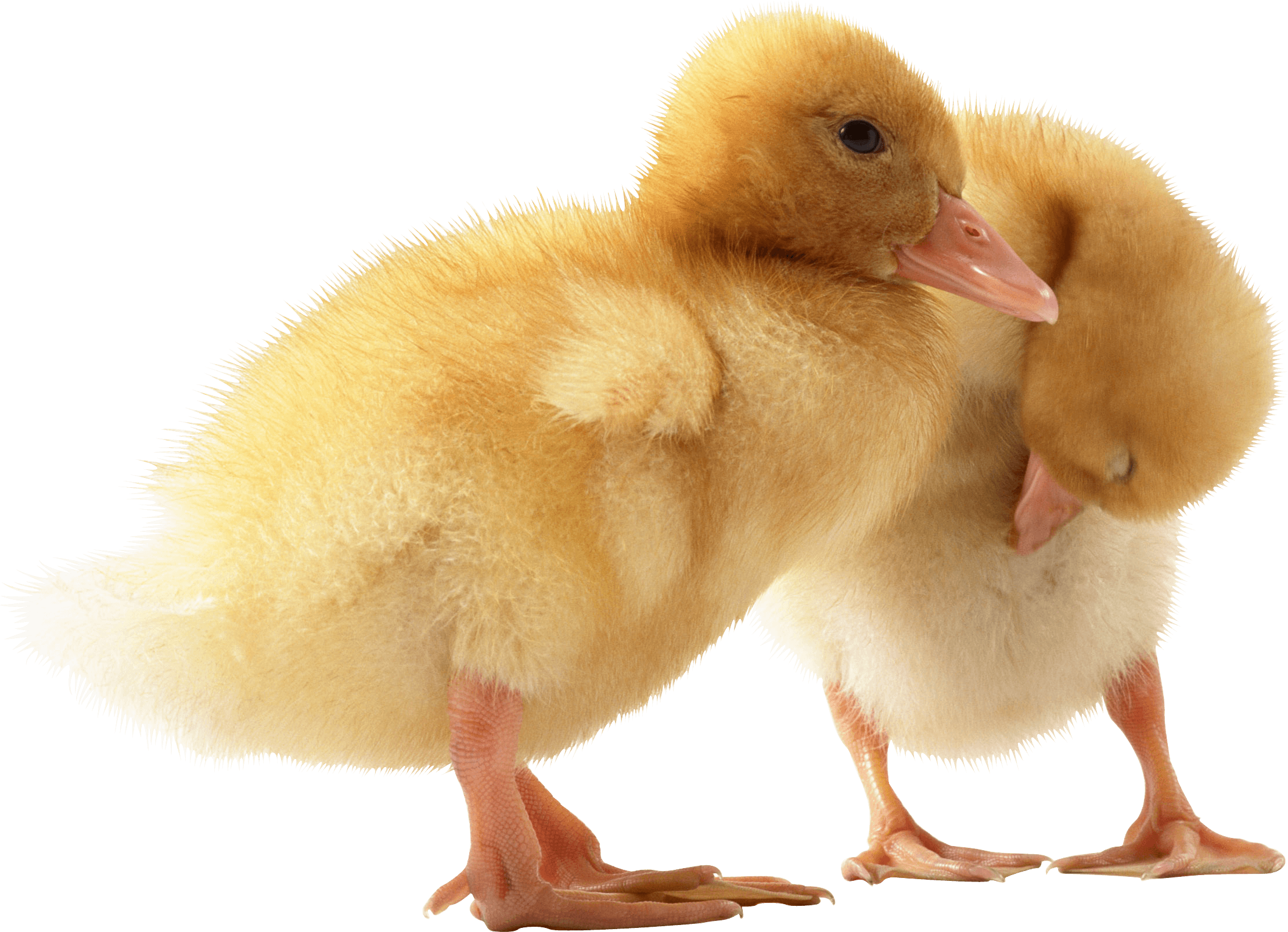 Duck Png Image Transparent PNG Image