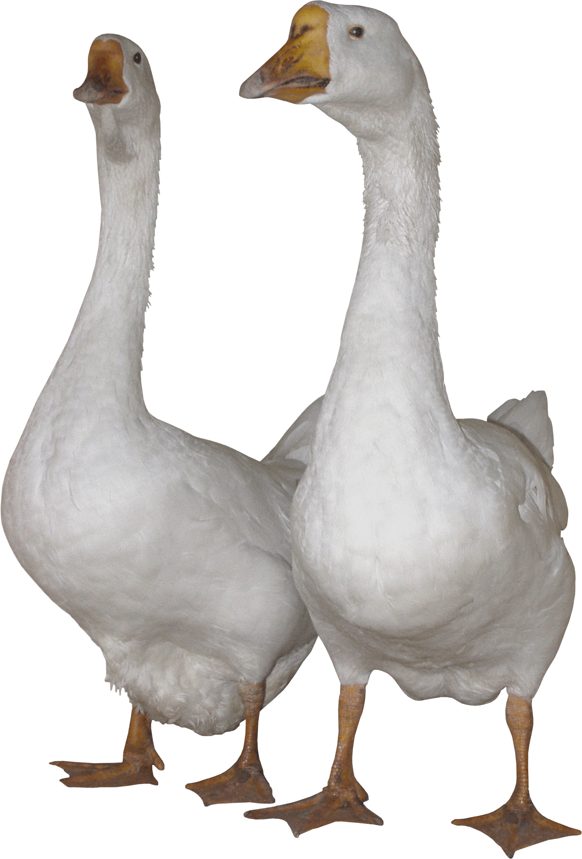 White Gooses Png Image Transparent PNG Image