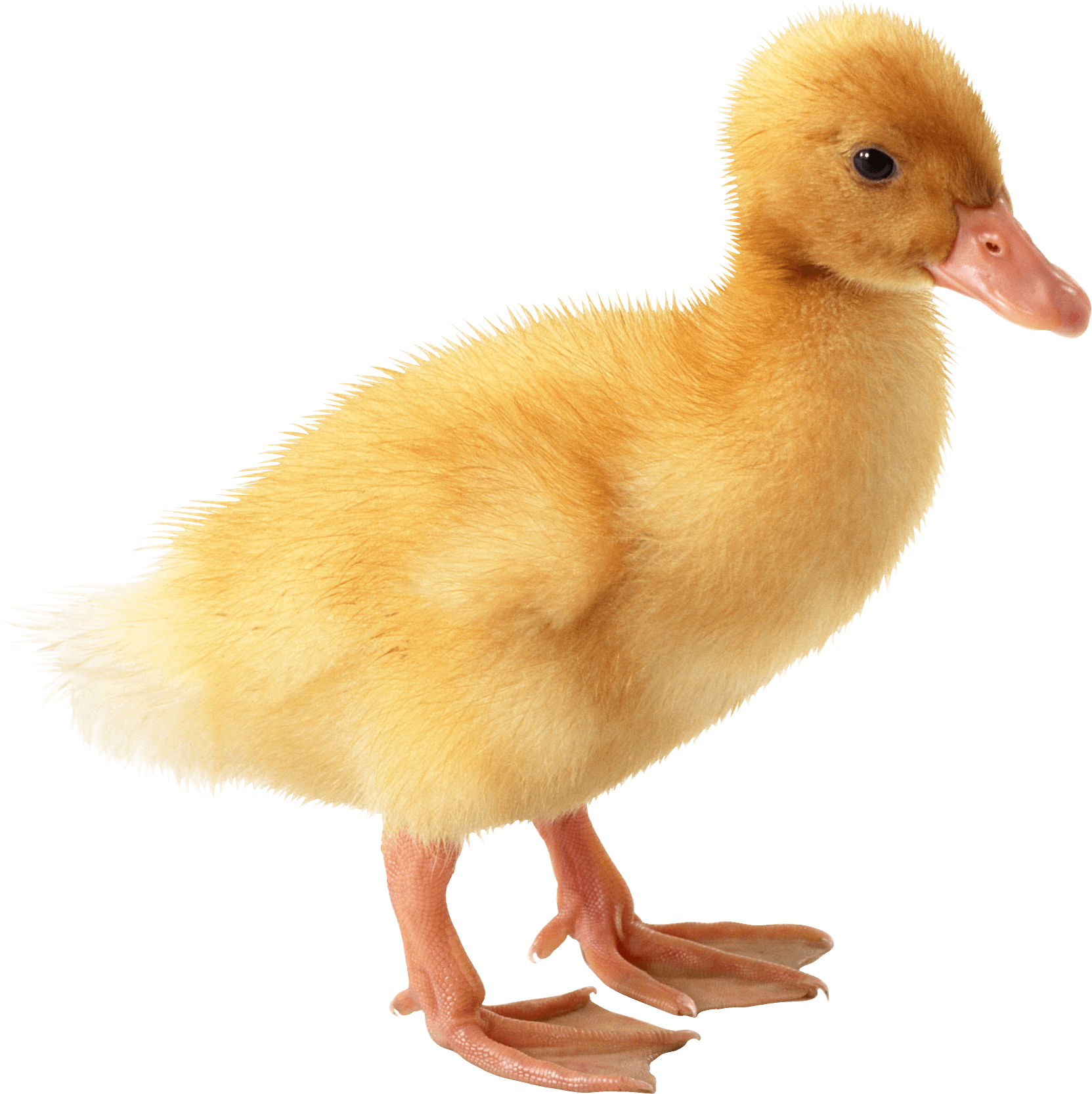 Little Yellow Duck Png Image Transparent PNG Image