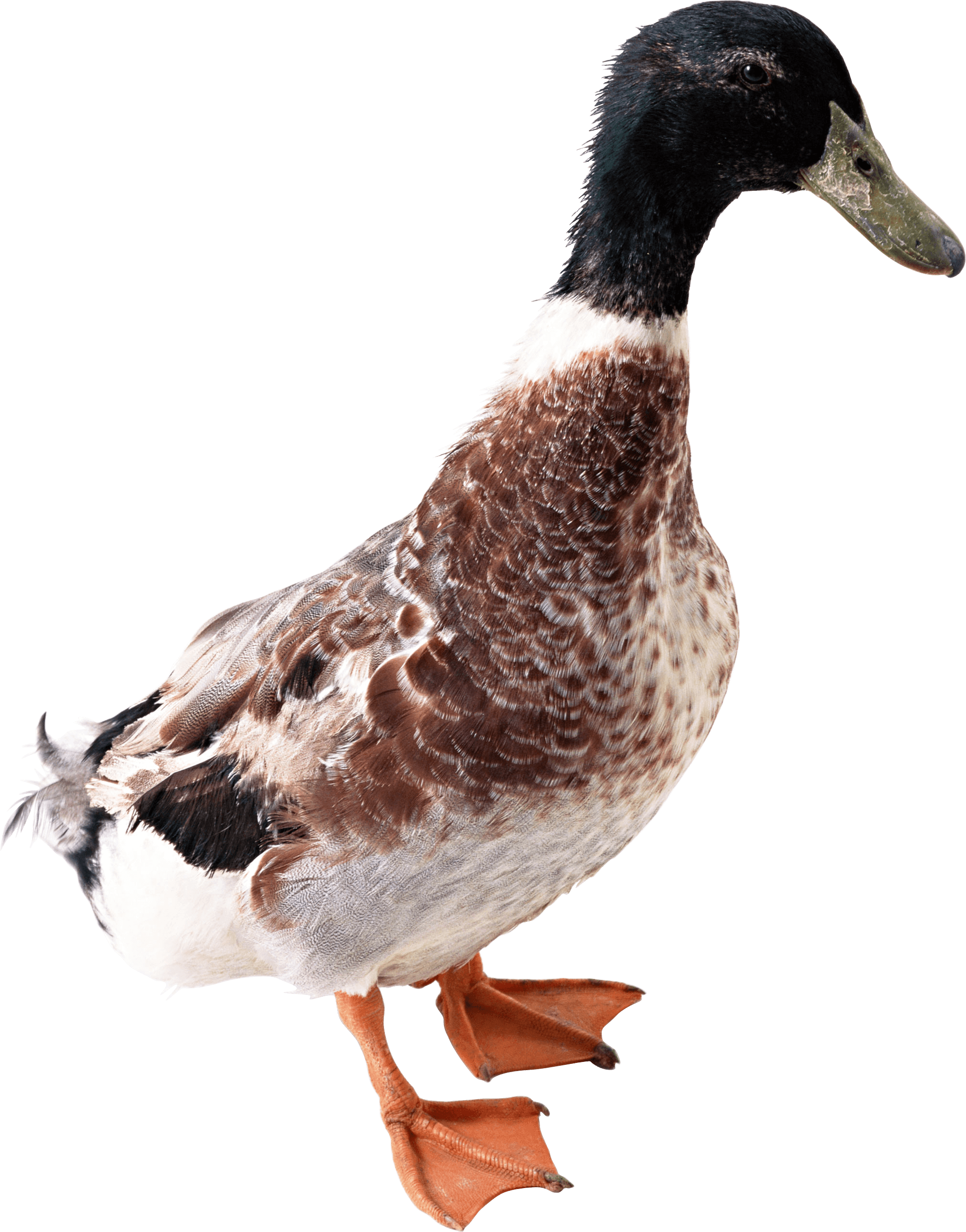 Duck Png Image Transparent PNG Image