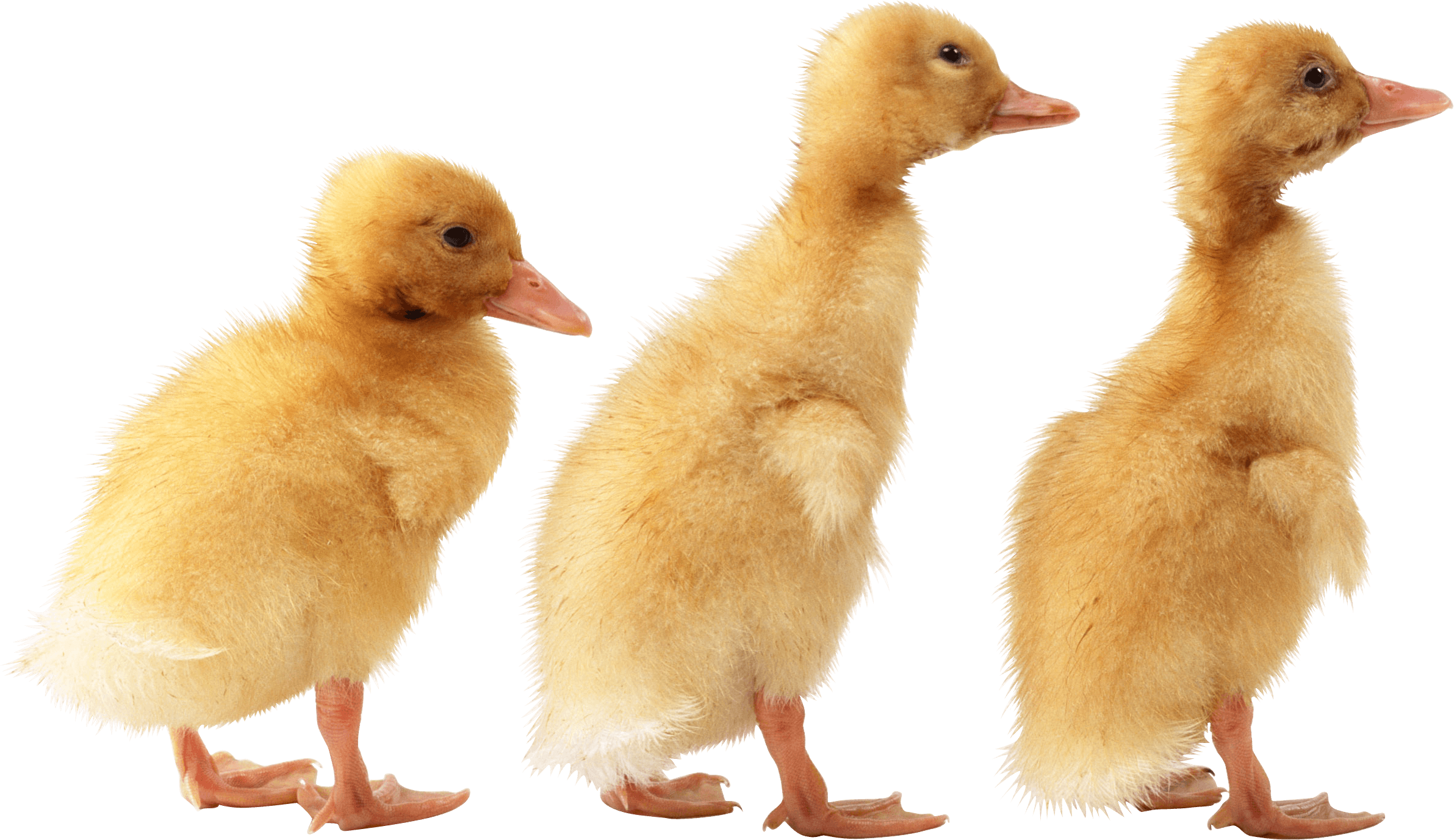 Duck Png Image Transparent PNG Image