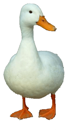 Duck Png 3 Transparent PNG Image