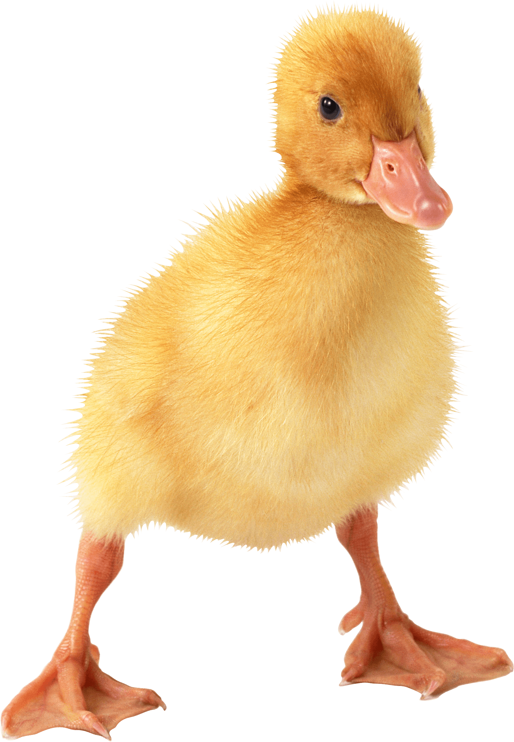 Little Duck Png Image Transparent PNG Image