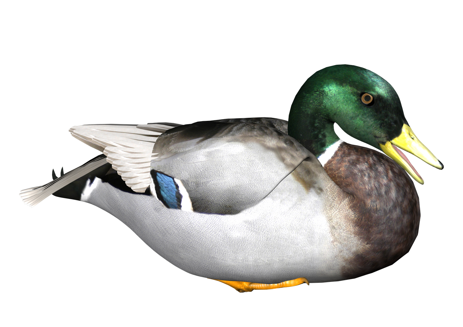 Duck Png Transparent PNG Image