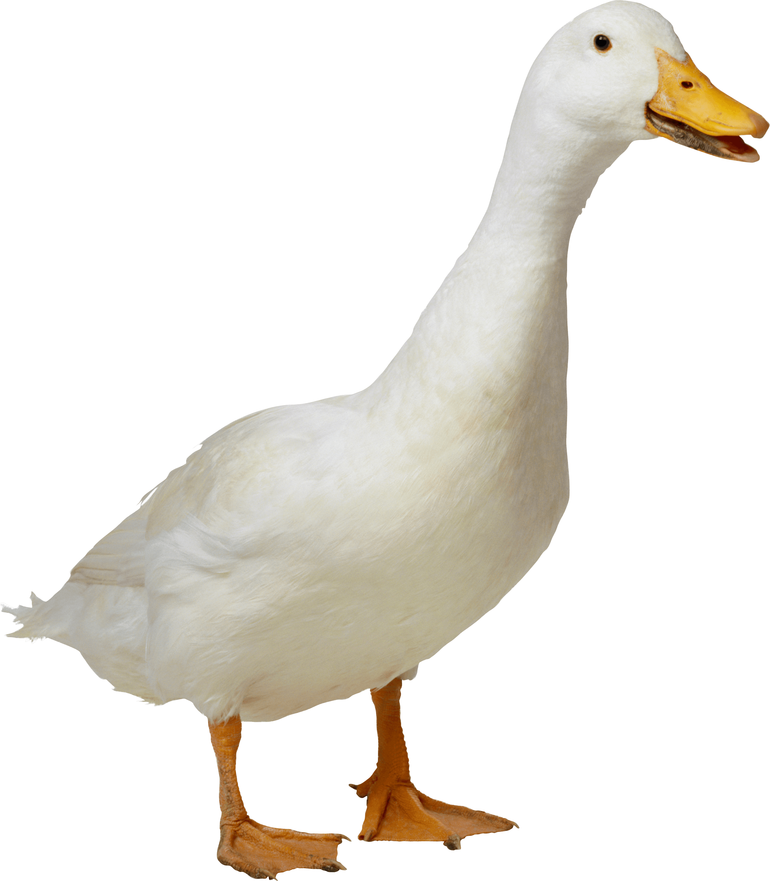 White Duck Png Image Transparent PNG Image