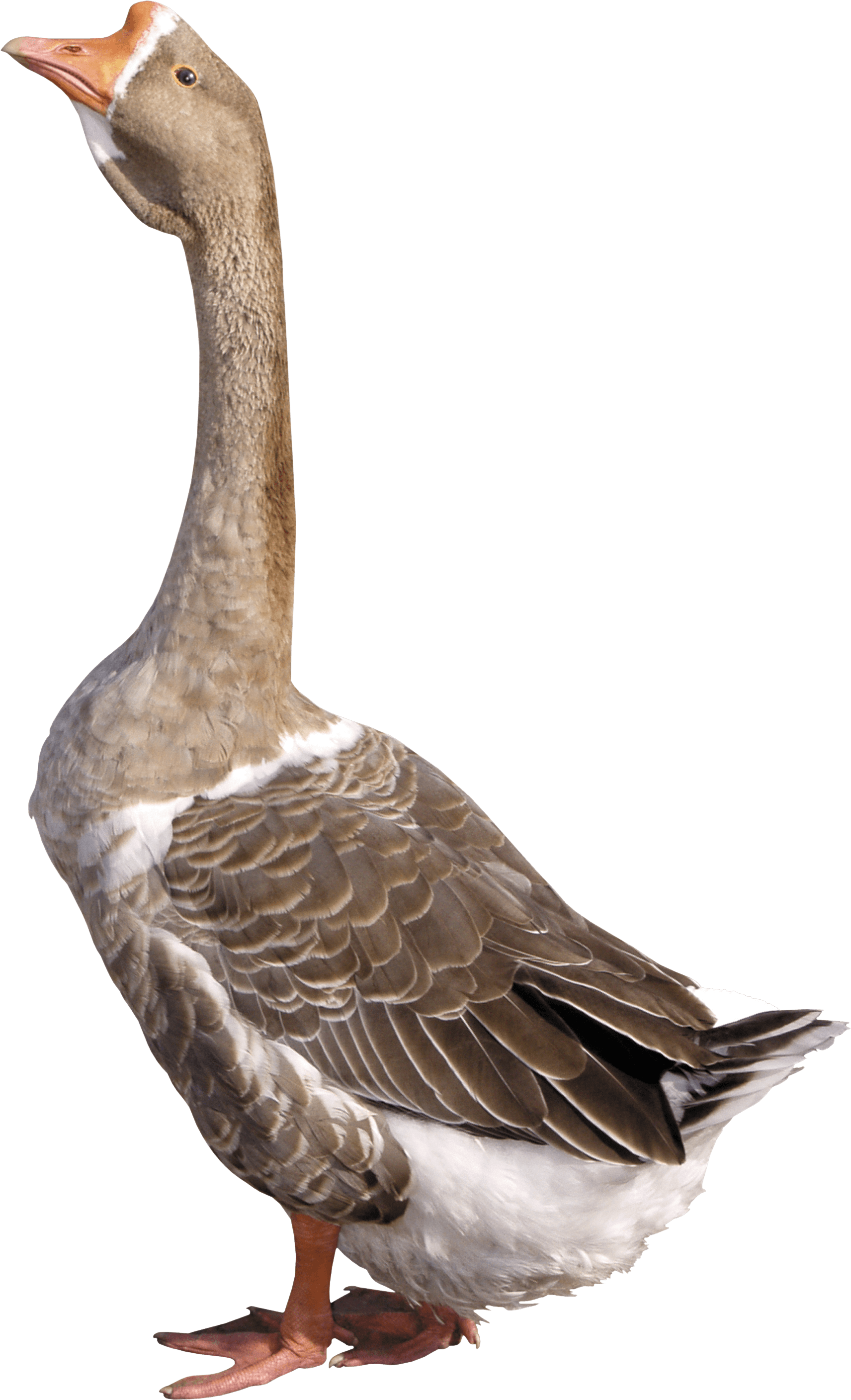 Goose Png Image Transparent PNG Image