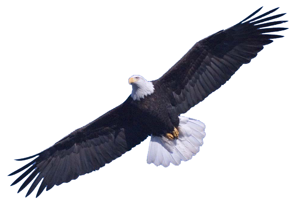 Bald Eagle Free Download Png Transparent PNG Image