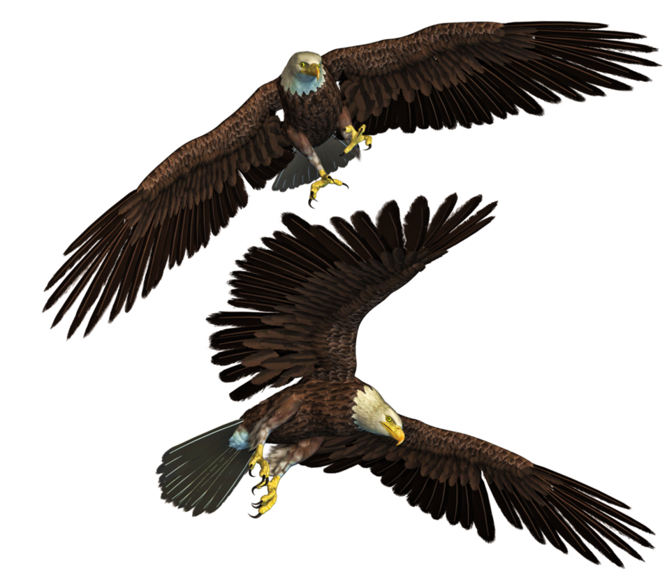 Eagle Png 10 Transparent PNG Image