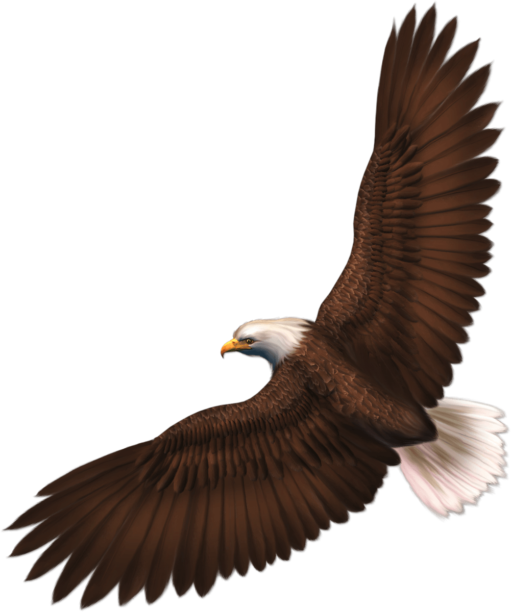 Eagle Png Image With Transparency Download Transparent PNG Image