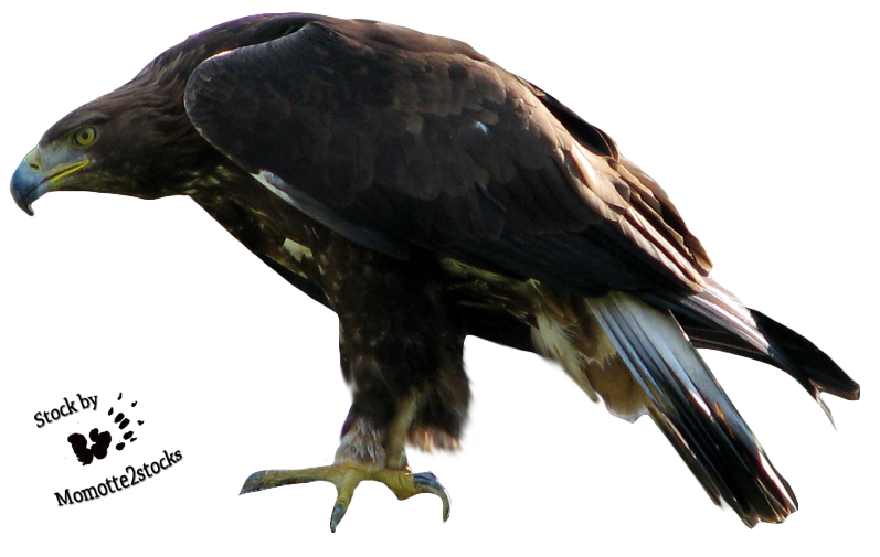 Eagle Png 2 Transparent PNG Image