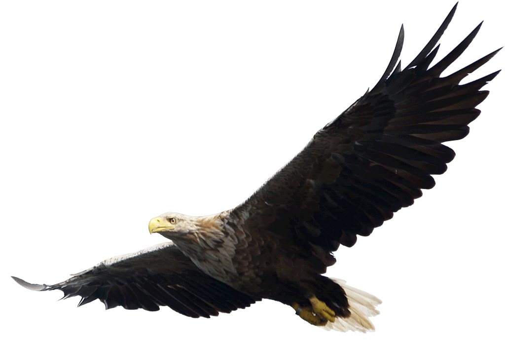 Eagle Png Image Download Transparent PNG Image