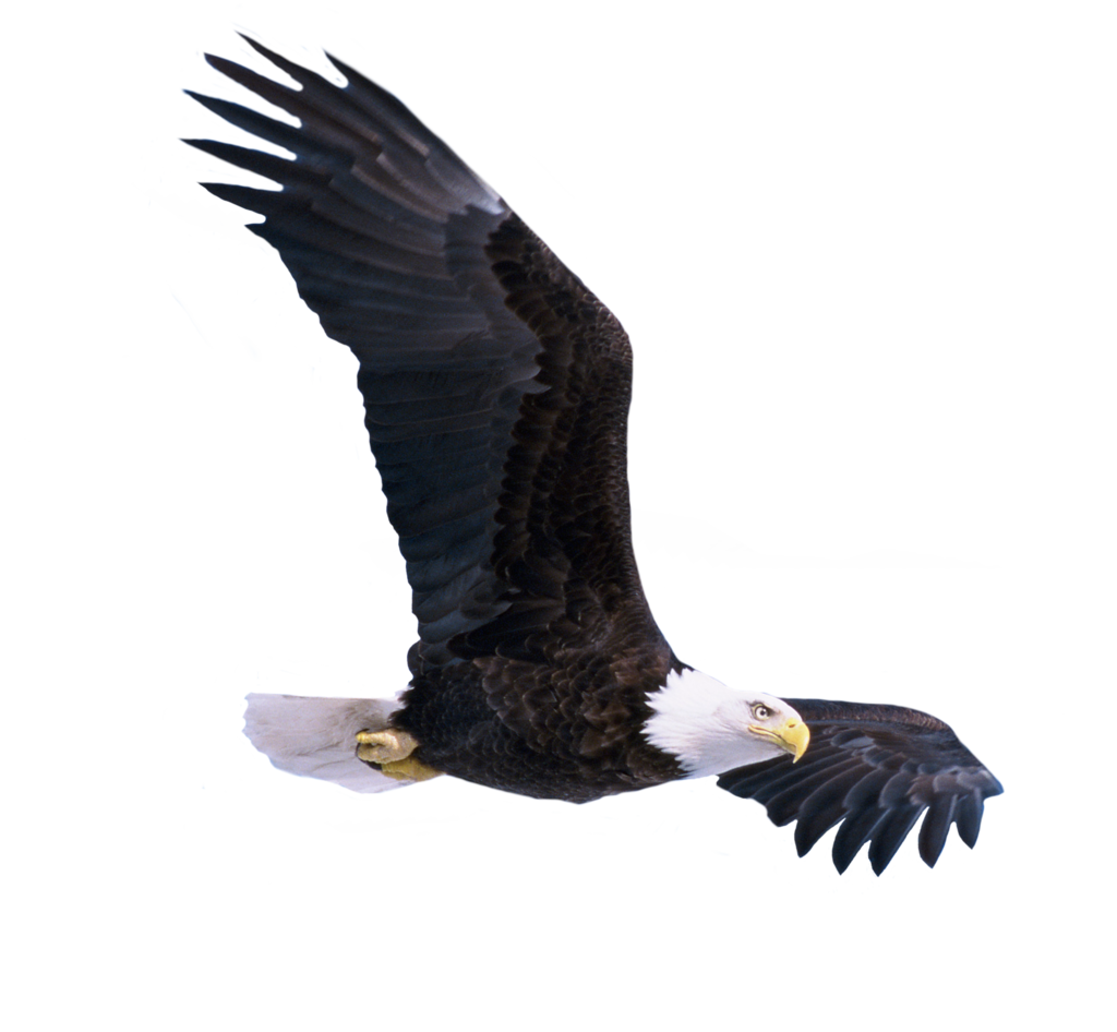 Eagle Png 9 Transparent PNG Image