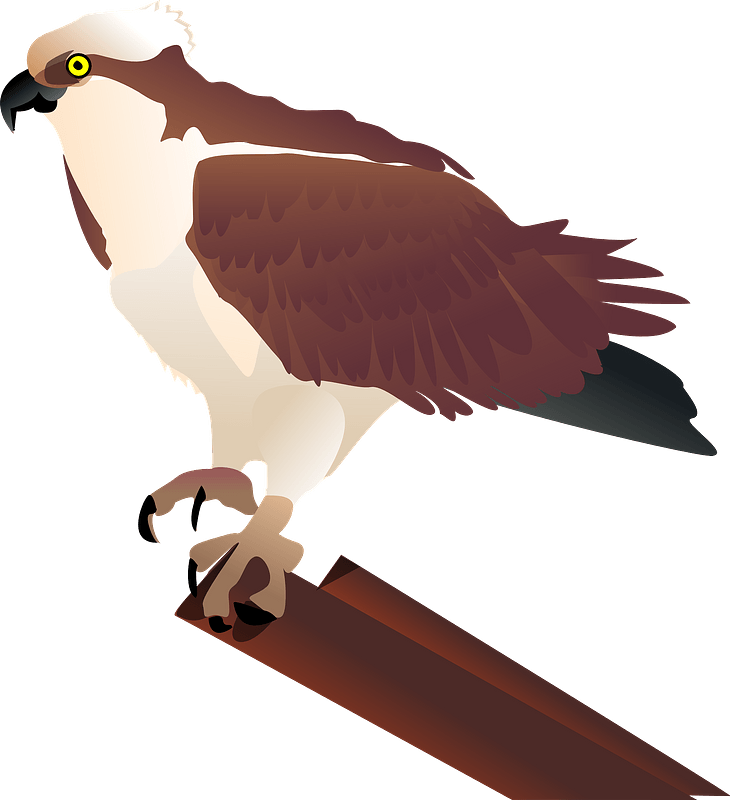 Eagle Sitting Free Download PNG HQ Transparent PNG Image