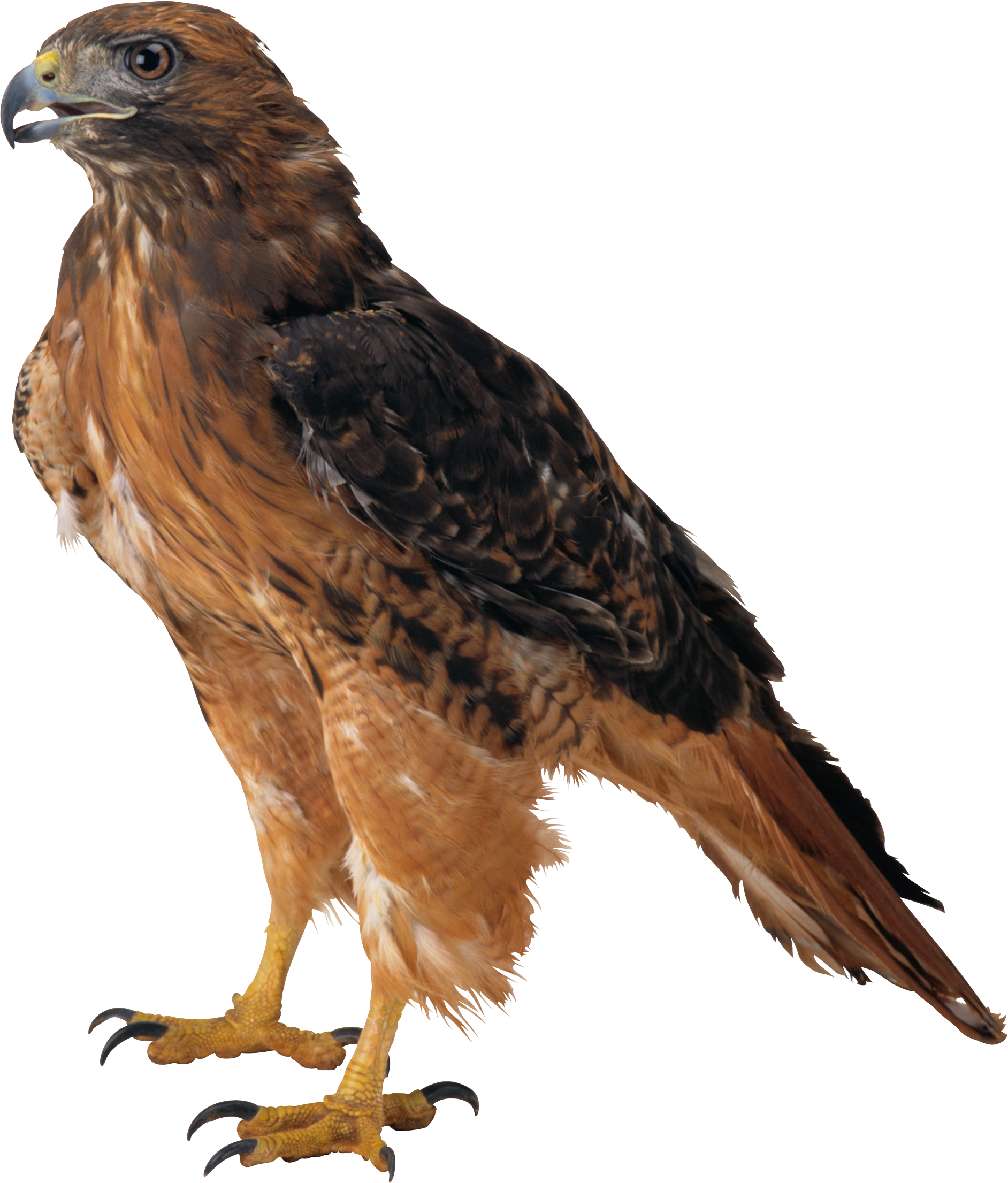 Eagle Sitting PNG Image High Quality Transparent PNG Image