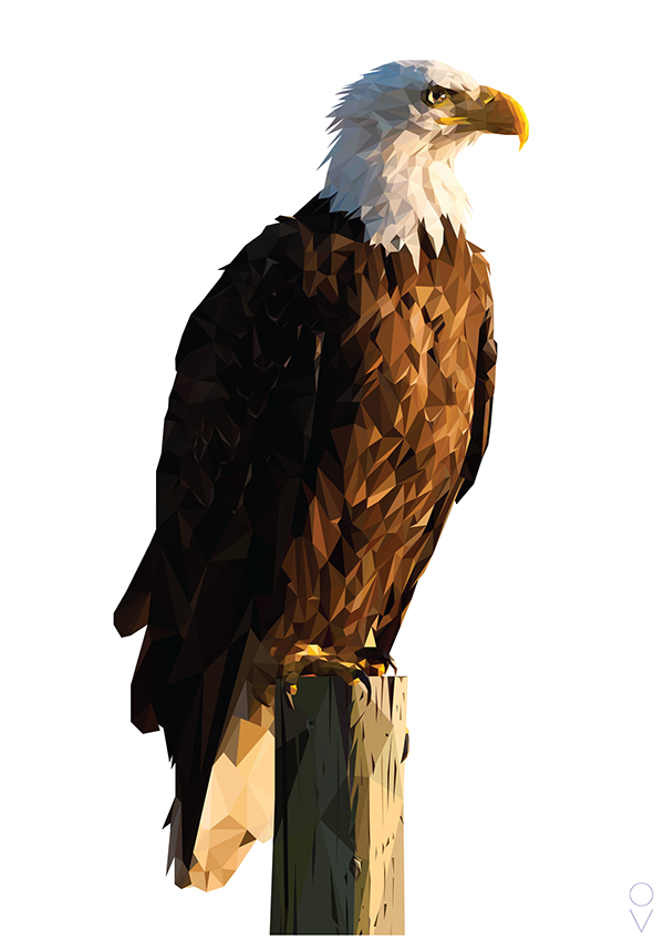 Eagle Sitting HD Image Free Transparent PNG Image