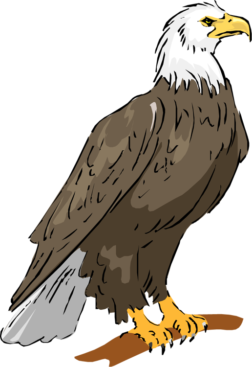 Eagle Sitting PNG Download Free Transparent PNG Image