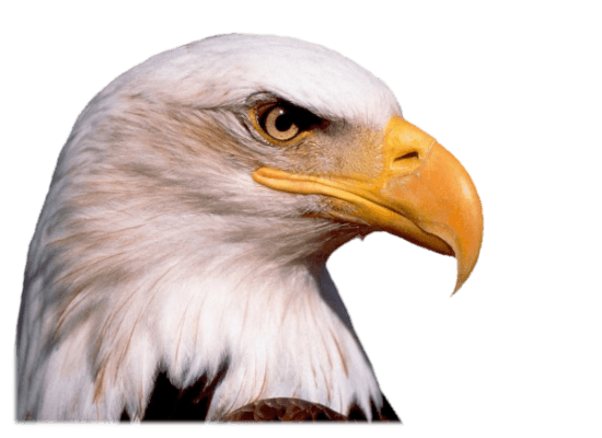 Eagle Head Png Image Download Transparent PNG Image