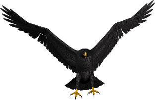 Bald Eagle Png Picture Transparent PNG Image